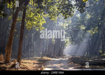 Der Wald erwacht unter den wunderschönen Sonnentagen zum Leben. Hochwertige Bilder Stockfoto