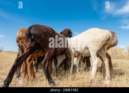 Eine Schafherde weidet. Fleischfettschwanzschafe in der Natur Stockfoto