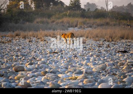 Die Schönheit der Löwen in Uttarakhand ist eine beeindruckende Reise durch die ungezähmte Wildnis. Hochwertige Aufnahmen Stockfoto