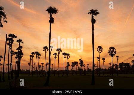 Sonnenaufgangslandschaft mit Zuckerpalmen am Morgen. Stockfoto