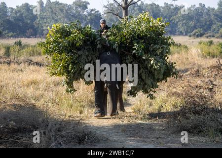 Dehradun, Uttarakhand Indien, 17. August 2023 – Begeben Sie sich auf eine einzigartige Reise mit Elefanten, die eine tiefe Verbindung zur Natur herstellen. Hochwertige Bilder Stockfoto