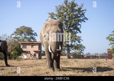 Dehradun, Uttarakhand Indien-17. August 2023- Landschaften von Uttarakhand auf einer wunderschönen Reise mit Elefanten. Hochwertige Bilder Stockfoto