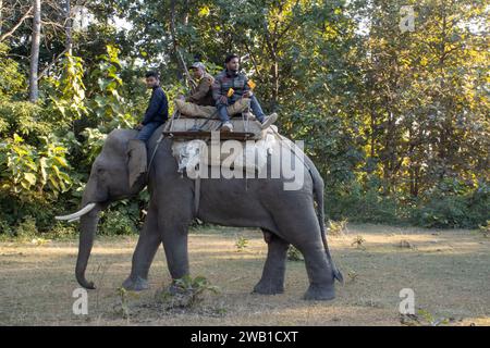 Dehradun, Uttarakhand Indien - 17. August 2023 - Zeugen Sie die Poesie der Natur, während Ihre Augen die anmutige Harmonie der Elefanten einfangen, die sich durch den üppigen Dschungel von Uttarakhand bewegen. Hochwertige Bilder Stockfoto