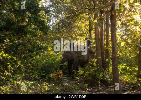 Dehradun, Uttarakhand Indien - 17. August 2023 - Zeugen Sie die Poesie der Natur, während Ihre Augen die anmutige Harmonie der Elefanten einfangen, die sich durch den üppigen Dschungel von Uttarakhand bewegen. Hochwertige Bilder Stockfoto