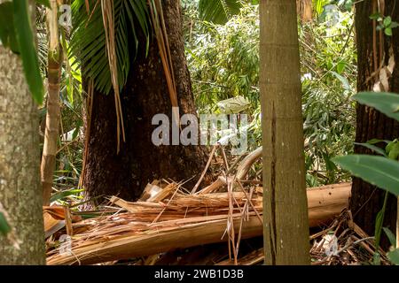 Sturmschäden durch Freak Tornado im Regenwald, Tamborine Mountain, Australien. Weihnachtsfeiertag 2023. Der Baumstamm von Eukalyptus grandis brach, als der Baum fiel Stockfoto