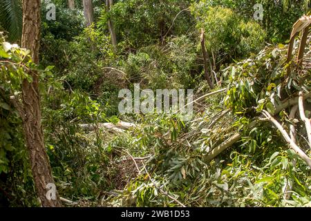 Sturmschäden durch Freak Tornado im Regenwald, Tamborine Mountain, Australien. Weihnachtsfeiertag 2023. Gebrochene Bäume und Äste bedecken den Boden. Stockfoto