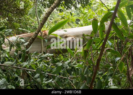 Sturmschäden, Freak Tornado im Regenwald, Tamborine Mountain, Australien. Weihnachtsfeiertag 2023. Horizontal gefallener Eukalyptus grandis-Baumstamm auf dem Boden Stockfoto