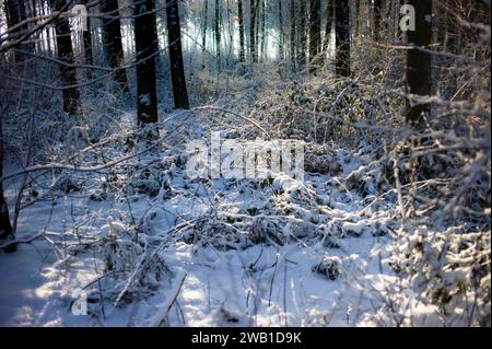 Offener Bereich mit bewachsenen Büschen in einem verschneiten Winterwald. Hintergrundfoto mit Hintergrundbeleuchtung und unscharfen Bäumen im Hintergrund Stockfoto