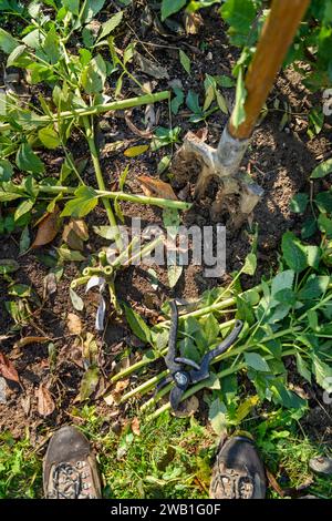 Schneiden Dahlia-Pflanzen Laub, bevor die Knollen für die Winterlagerung graben. Jobs im Herbst im Gartenbau. Überwintern der Dahlia Knollen. Stockfoto