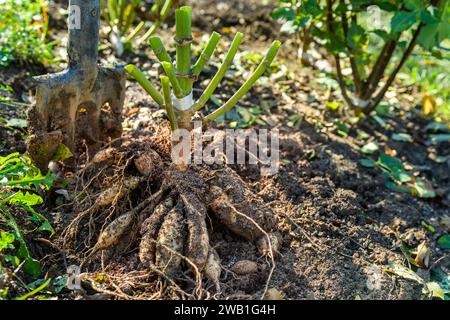 Frisch angehobene Dahlia-Knollen. Dahlia-Knollen ausgraben, reinigen und für die Winterlagerung vorbereiten. Jobs im Herbst im Gartenbau. Überwintern dah Stockfoto