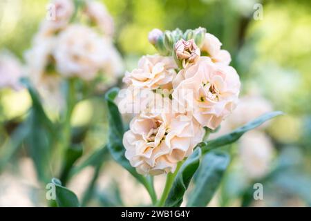 Matthiola incana, auch bekannt als Stock. Wunderschöne blütenrote, pfirsichfarbene Doppelstockblumen, bekannt für ihren hohen Duft. Mit Matthiola Stockfoto