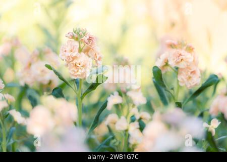 Matthiola incana, auch bekannt als Stock. Wunderschöne blütenrote, pfirsichfarbene Doppelstockblumen, bekannt für ihren hohen Duft. Mit Matthiola Stockfoto