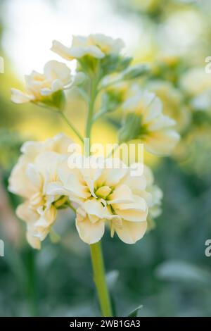 Matthiola incana, auch bekannt als Stock. Wunderschöne pastellcremefarbene, gelbe Doppelstockblumen, bekannt für ihren hohen Duft. Mit Matthiola Stockfoto