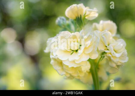 Matthiola incana, auch bekannt als Stock. Wunderschöne pastellcremefarbene, gelbe Doppelstockblumen, bekannt für ihren hohen Duft. Mit Matthiola Stockfoto