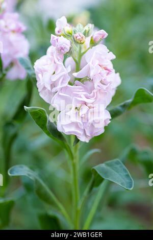 Matthiola incana, auch bekannt als Stock. Wunderschöne pastellrosafarbene Doppelblumen, bekannt für ihren hohen Duft. Matthiola-Hintergrund mit oberflächlichem Hintergrund Stockfoto