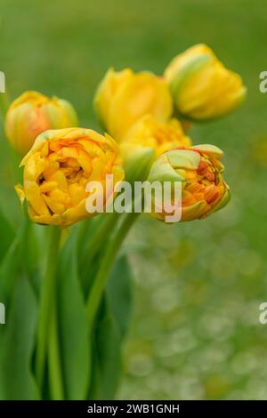 Sonnenliebhaber-Tulpen. Schöne Doppeltulpen im Pfingstrosenstil in gelb-oranger Farbe. Stockfoto