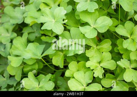 Vier lassen Klee im Garten liegen Stockfoto