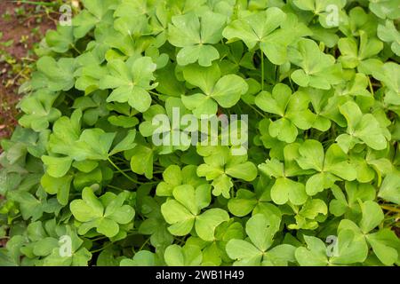 Vier lassen Klee im Garten liegen Stockfoto