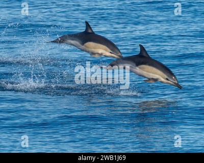 Kurzschnabeldelfine, Delphinis delphis, springen in Neuseeland Stockfoto