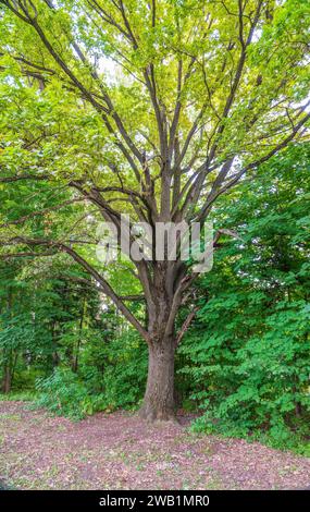 Alte große Eiche im Sommerpark. Sommer Hintergrund Stockfoto