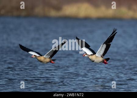 Ein Paar Nilgänse, das über einen See fliegt, Kemnader See, Ruhrgebiet, Nordrhein-Westfalen, Deutschland Stockfoto