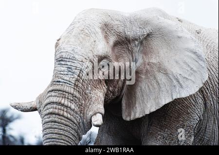 Weißer afrikanischer Elefant (Loxodonta africana) im Etosha-Nationalpark, weiß von Salzpfannenstaub, Tier, wild, frei lebendig, Wildnis, safari Stockfoto