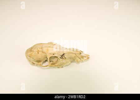 Schädel toter Hirsche gereinigt und isoliert auf weißem Hintergrund Stockfoto