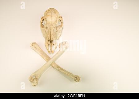 Hirschschädel und gekreuzte Beinknochen gereinigt und isoliert auf weißem Hintergrund Stockfoto