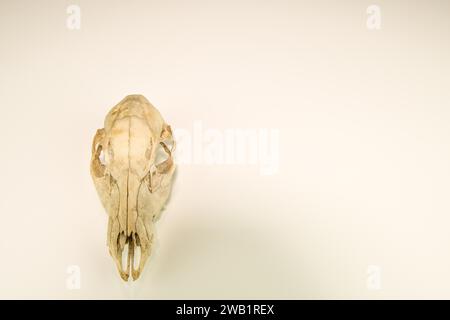 Schädel toter Hirsche gereinigt und isoliert auf weißem Hintergrund Stockfoto