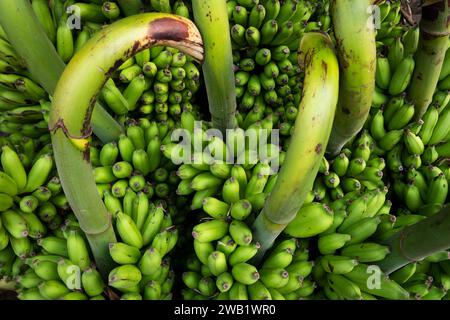 Bananenbäume, Pondicherry oder Puducherry, Tamil Nadu, Indien Stockfoto