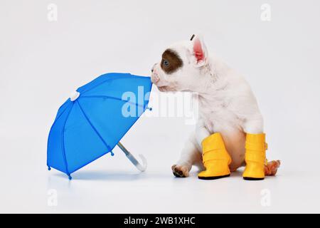 Schwarz-weißer französischer Bulldog Hündchen mit Regenschirm und Regenstiefeln Stockfoto
