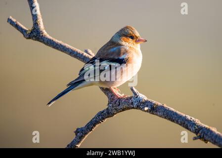 Ein eurasischer Buchhalm, der auf einem schlanken Baumzweig thront, in einer verlockenden Umgebung Stockfoto