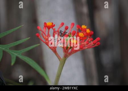 Jatropha podagrica (auch Jarak bali, Jarak batang gajah, Gichtpflanze, Gichtstiel genannt) Blüte. Diese Pflanze wird als Analgetikum verwendet Stockfoto