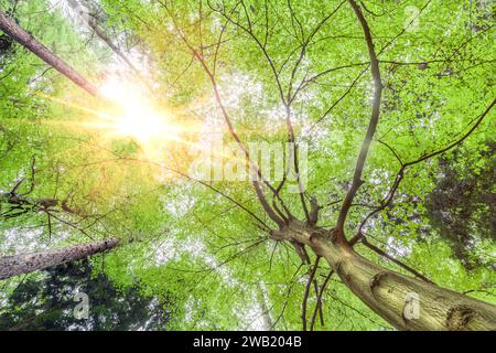 Wald von Bäumen von unten betrachtet, mit Sonnenlicht, das durch die Blätter strömt, und Blick auf das Baumdach im Frühling in England Stockfoto