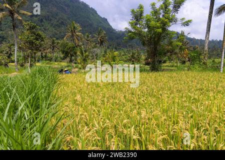 Reisfelder in der Sidemen-Region von Bali, Indonesien Stockfoto