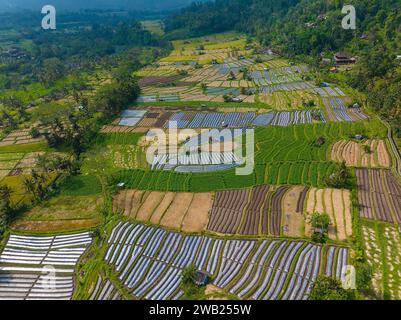 Luftaufnahme der Reisfelder in der Sidemen-Region von Bali, Indonesien Stockfoto