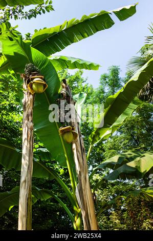 Einige Bananenbäume in einem Garten mit einem Haufen grüner unreifer Bananen auf den Bäumen Stockfoto