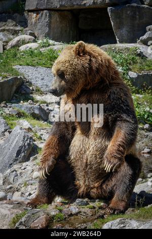 Unser brun ASSIS sur un rocher qui regarde l'objectif Stockfoto