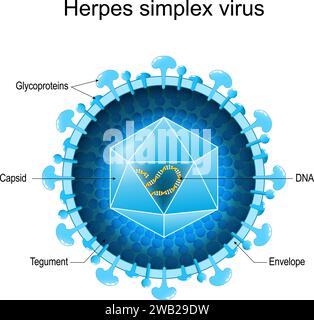 Grundstruktur des Herpes Simplex Virus für HSV-1 und HSV-2. Nahaufnahme einer Virion-Anatomie. Vergrösserung des humanen Alphaherpesvirus. Vektordiagramm Stock Vektor