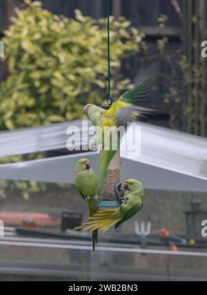 Wimbledon, London, Großbritannien. Januar 2024. Wilde Sittiche konkurrieren in einem Londoner Garten um ein schwindendes Angebot an Vogelfutter, da die Temperaturen sinken und später das Risiko von Schnee besteht. Quelle: Malcolm Park/Alamy Live News Stockfoto