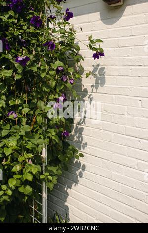 Lila Clematis-Blüten wachsen im Sommer in der Nähe einer weißen Ziegelmauer Stockfoto