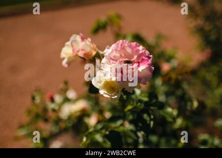 Rosafarbene und weiße Gartenrosen bei strahlendem Sonnenschein Stockfoto