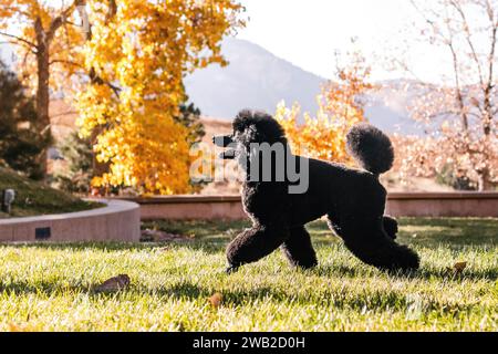 Schwarzer Miniatur-Pudel, der während der goldenen Stunde in Colorado im Gras läuft Stockfoto