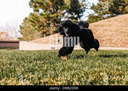 Black Miniature Poodle läuft und spielt zur goldenen Stunde im Gras Stockfoto
