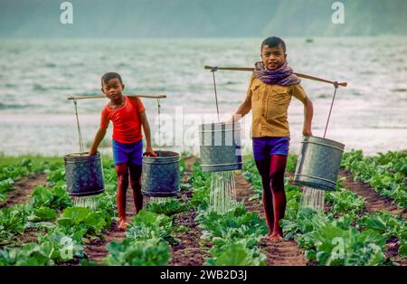 Indonesien. Jungen gießen Salatpflanzen. Stockfoto