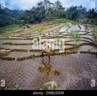 Indonesien, auf Java pflanzt ein Mann neue Reispflanzen auf einem Paddyfield um Baduraden. Stockfoto