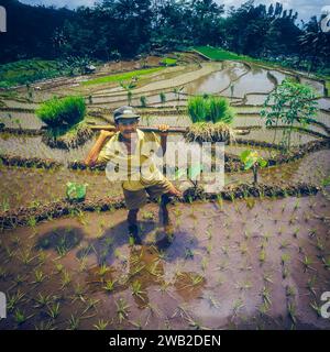 Indonesien, auf Java pflanzt ein Mann neue Reispflanzen auf einem Paddyfield um Baduraden. Stockfoto