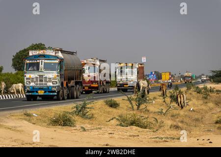 Bullen viele überqueren die Nationalstraße mit einem LKW, der tagsüber aus flachem Winkel vorbeifährt, das Bild wird am jodhpur udaipur National Highway rajasthan india O aufgenommen Stockfoto