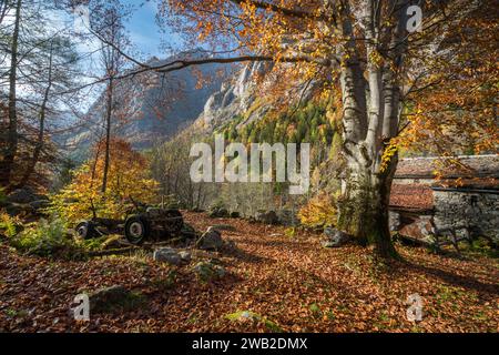 Herbstlaub und Bäume im Val di Mello, Italien Stockfoto