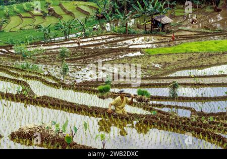 Indonesien, auf Java pflanzt ein Mann neue Reispflanzen auf einem Paddyfield um Baduraden. Stockfoto